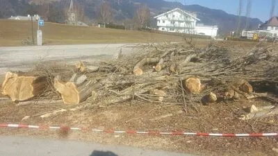 Von den Pappeln blieben die Überreste, Stämme, Äste