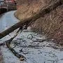 Auch in Gimplach sind durch den Sturm am Montag mehrere Bäume umgefallen  