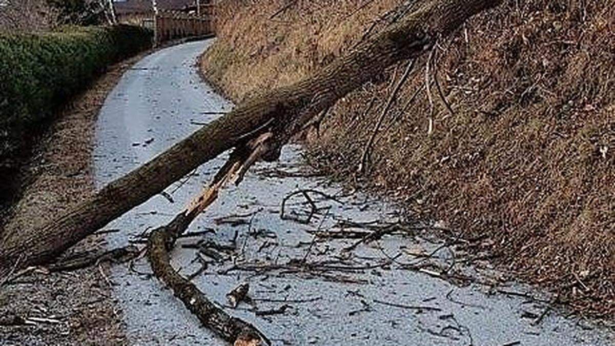 Auch in Gimplach sind durch den Sturm am Montag mehrere Bäume umgefallen  