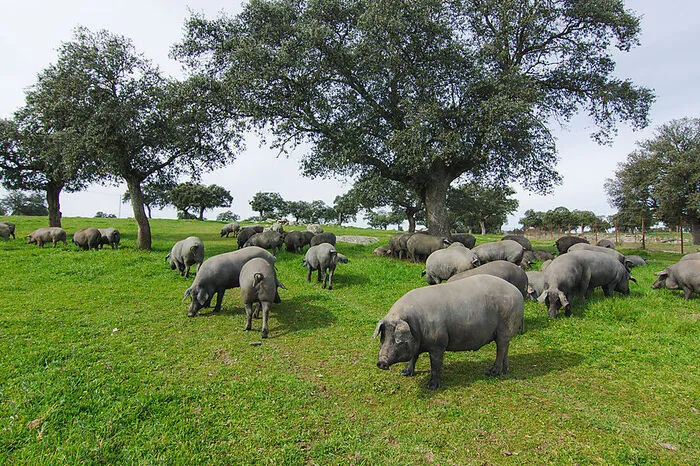 Die Dehesas, die weitläufigen, mit Steineichen bewachsenen Weideflächen, in denen die Ibérico-Schweine aufwachsen. Es gibt geführte Touren.