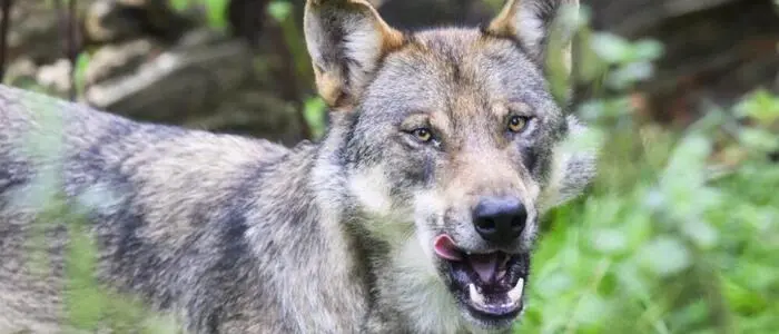 Wieder ein Wolf in Tirol zum Abschuss freigegeben