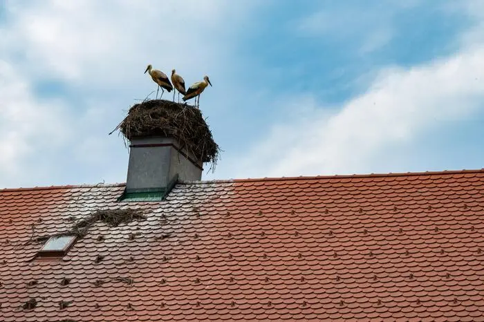 Die Bezeichnung Nelsonmesse stammt aus dem Jahr 1800, als Admiral Nelson nach dem Sieg über die französische Flotte auf seinem Rückweg Fürst Esterházy besuchte und ihm zu Ehren diese Messe aufgeführt wurde. 