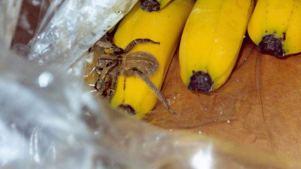 Giftige Bananenspinne dürfte eine Supermarkt-Angestellte gebissen haben