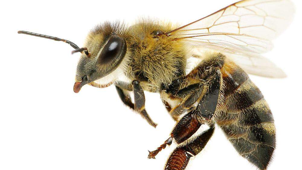 Allergischer Schock nach Bienenstich