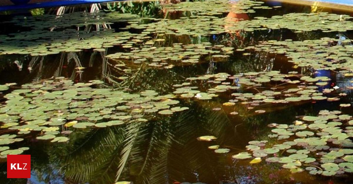 Gartenteich reinigen und neue Fische eingewöhnen