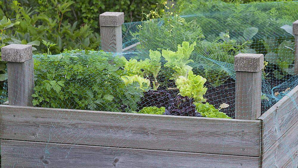 Mit dem Verzehr von eingefrorenem Gemüse aus dem Hausgarten sollte man noch warten