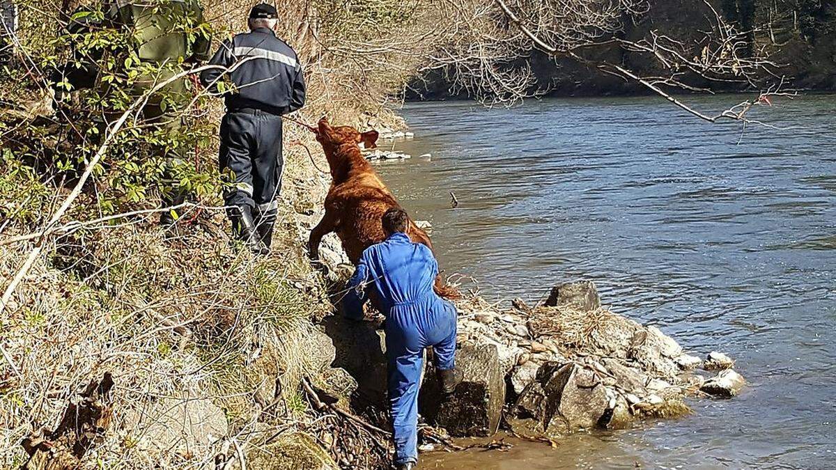 Am Strick begleitete die Feuerwehr das Tier aus dem Wasser