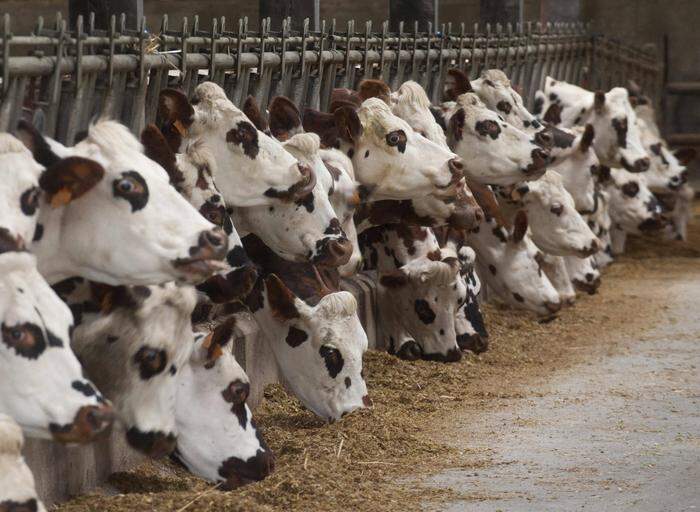Kühe, die wie „Milch-Roboter“ gehalten werden 