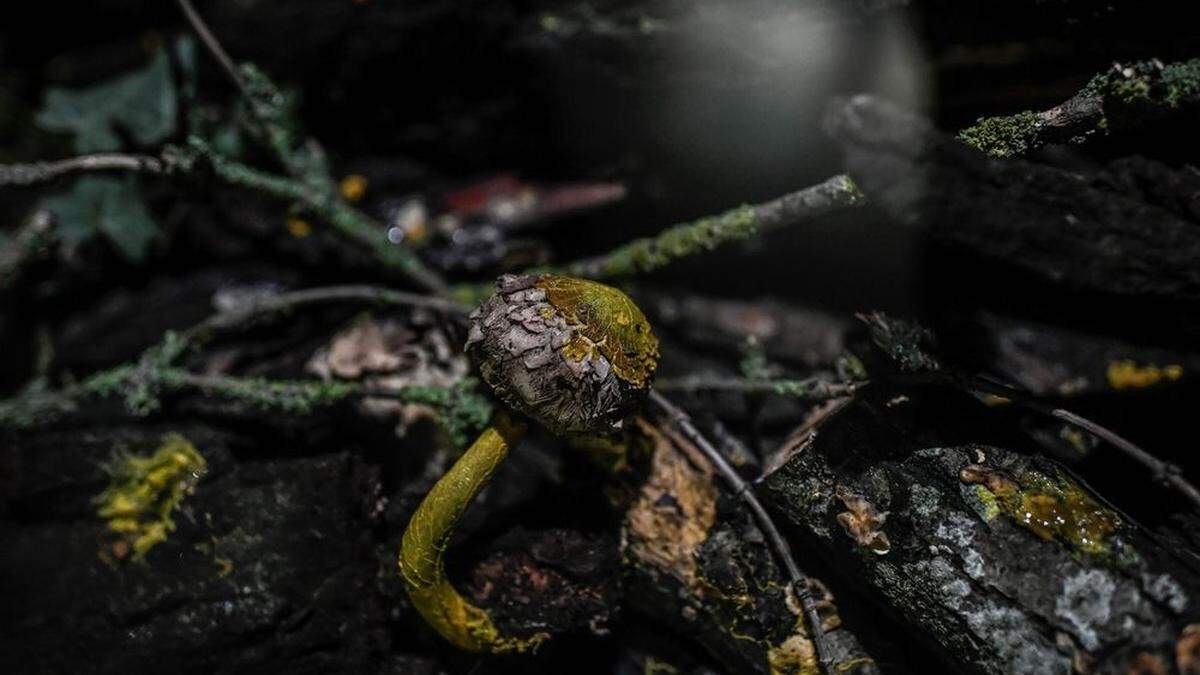 Physarum polycephalum oder &quot;vielköpfigem Schleim&quot;: Zu bewundern am Samstag im Pariser Zoo