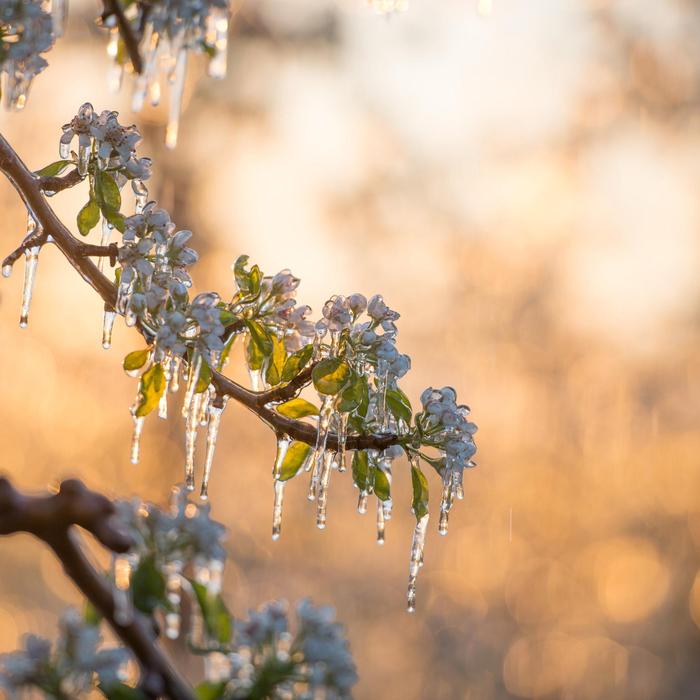 In den kommenden Tagen könnte es frostig in der Steiermark werden. Mit Beregnungsanlagen versuchen manche Obstbauern ihre Pflanzen vor Frost zu schützen 