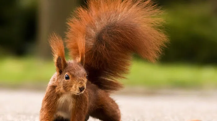 Die Schwalben haben längst die Fliege gemacht, der Hamsterkauf steht vor der Tür. Das gilt vor allem für die Eichhörnchen, die nur Winterruhe halten. Wenn sie der Hunger packt, suchen sie ihre im Herbst angelegten Depots auf. Von Nüssen über Eicheln, Samen bis hin zu Fichtenzapfen wird alles eingewintert. Wie sie ihre Schatzkisten finden? Eichhörnchen haben ein gutes räumliches Gedächtnis und einen ausgeprägten Geruchssinn.