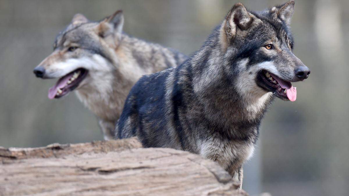 Der Wolf sorgt derzeit in einigen europäischen Ländern für Diskussionen.
