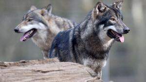 Der Wolf sorgt derzeit in einigen europäischen Ländern für Diskussionen.