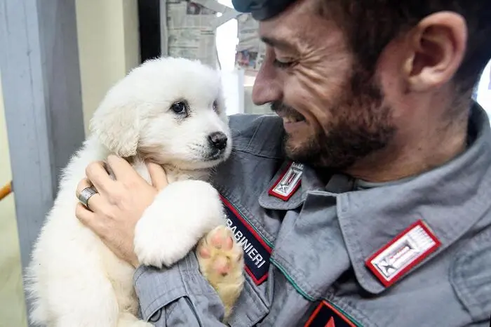 Die im Dezember geborenen Welpen, drei weiße Abruzzen-Schäferhunde, wurden Tierärzten anvertraut, berichteten italienische Medien.