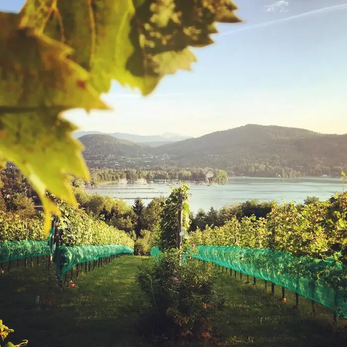Der Wanderweg auf den Falkenberg führt am Klagenfurter Weingarten vorbei