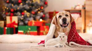 Advent mit Augenmaß: Sensiblen Tieren kann der Stress vor und an den Feiertagen zusetzen