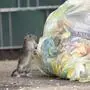 Ratten breiten sich rund um die verschmutzte Müllinsel beim Friedhof Wolfsberg aus