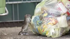 Eine Ratte schnüffelt an einem Müllsack