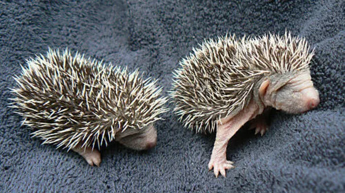 Igel halten Winterschlaf