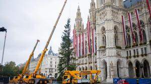 Vor dem Rathaus in Wien wurde ein sogenannter „Christbaum“ schon am 27. Oktober aufgestellt