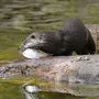 Fischotter mit Fisch