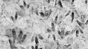 Erst in einem 3D-Modell konnte man die Details der Abdrücke gut erkennen | Erst in einem 3D-Modell konnte man die Details der Abdrücke gut erkennen