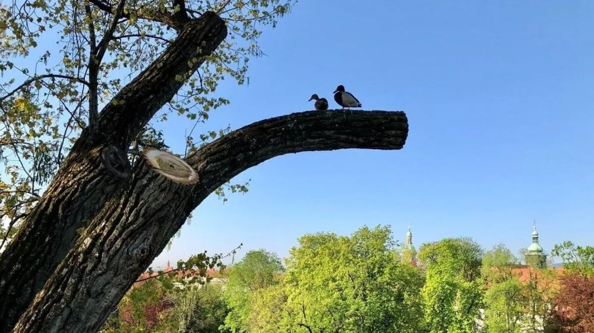 Entenpaar in luftiger Höhe