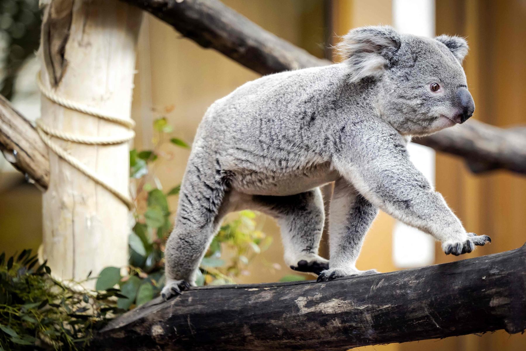 Koala streicheln verboten: Was man im Australien-Urlaub beachten muss 
