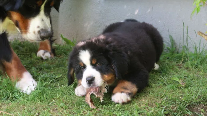 Acht Wochen sind die Berner-Sennenhund-Welpen alt.