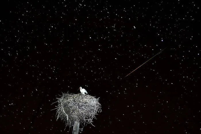 Auch am Nachthimmel von Minsk waren die Sternschnuppen gut zu sehen. Die Tierwelt ließ es aber ungerührt.
