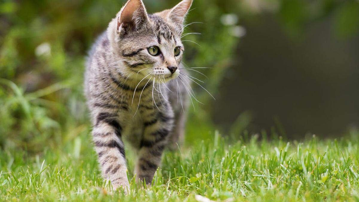 Immer noch gibt es Einzelpersonen, die sich Katzen schnappen und damit Geschäfte machen wollen