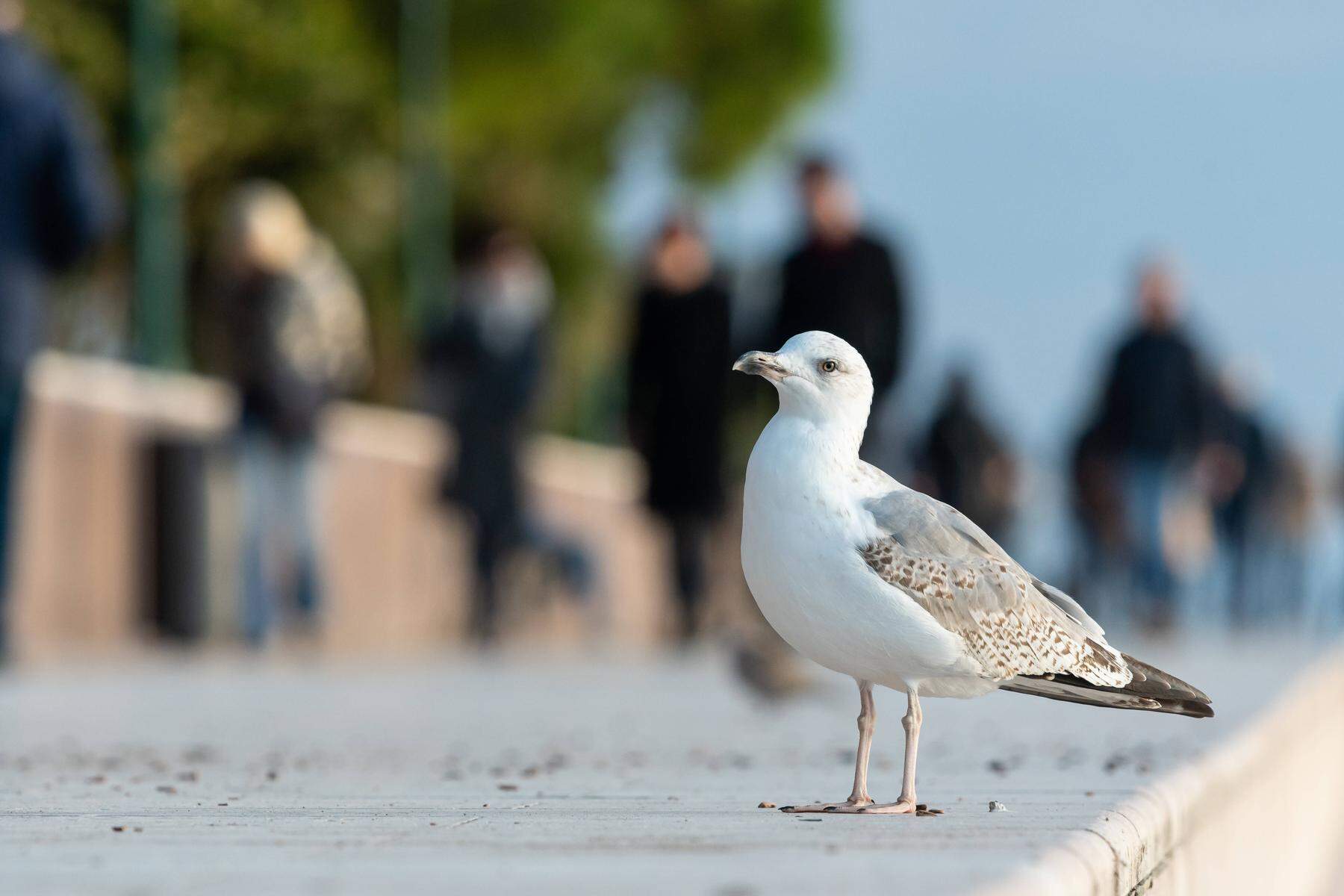 Meeresvögel an der Mur: Die Möwen in Graz sind gekommen, um zu bleiben 