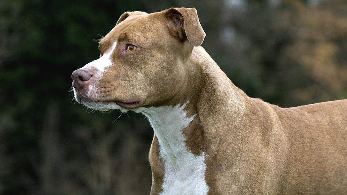 Ein Staffordshire Terrier (Sujetbild) biss am Weihnachtsmarkt in Bruck zu