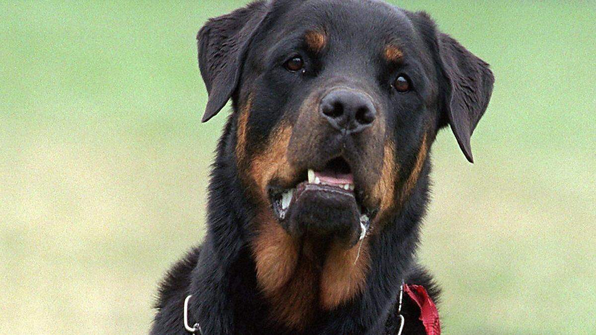 Rottweiler attackierte Mutter und zwei Kinder