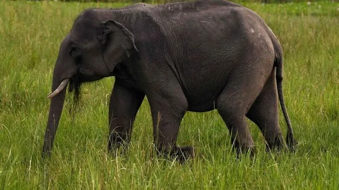 Sujetbild