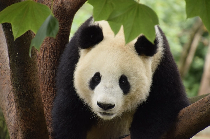 Ein- bis zweimal am Tag werden die Jungtiere von Mutter Yang Yang gesäugt. „Sie knabbern auch schon die zarten Blätter vom Bambus, die harten Stangen sehen sie eher als Spielzeug an“, erklärt Tiergartendirektorin Dagmar Schratter.