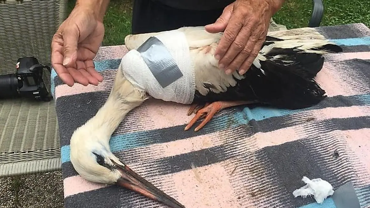 In der Storchenstation Tillmitsch werden die Störche verarztet