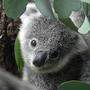 In Australien sind die Koalas in Gefahr.