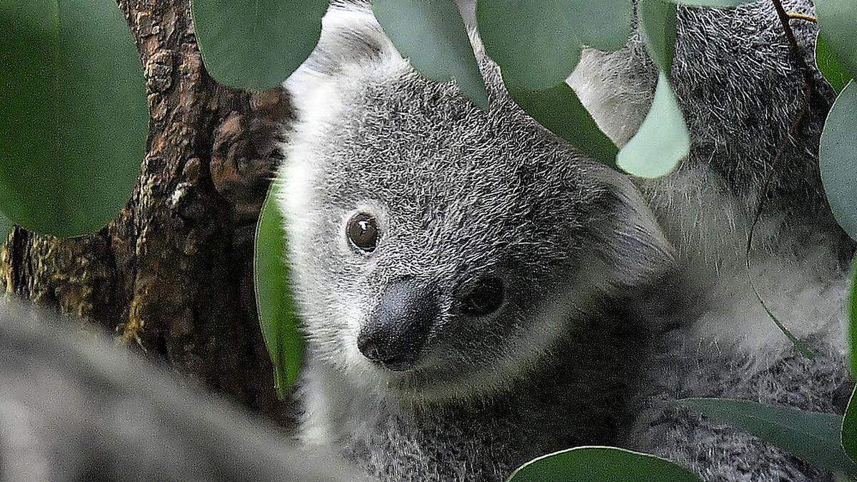 In Australien sind die Koalas in Gefahr.