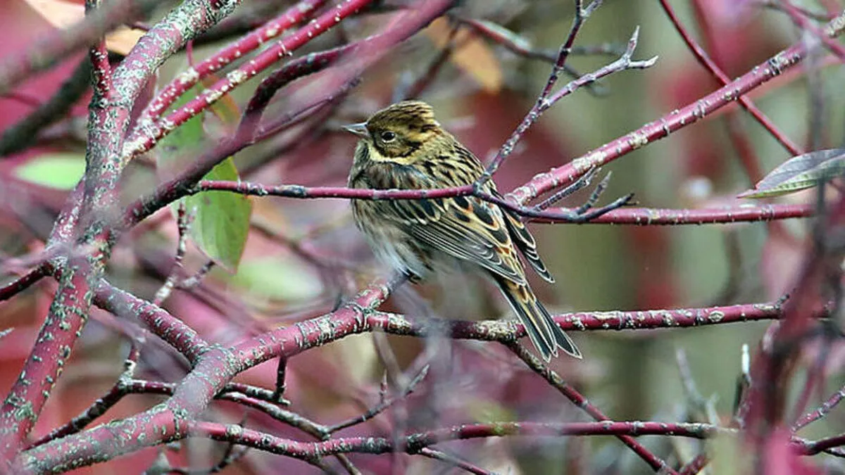 Waldhammer erstmals in Wien gesichtet