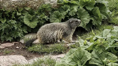 Murmeltiere soll man in freier Wildbahn beobachten können 