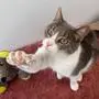 Zugelaufene Katze