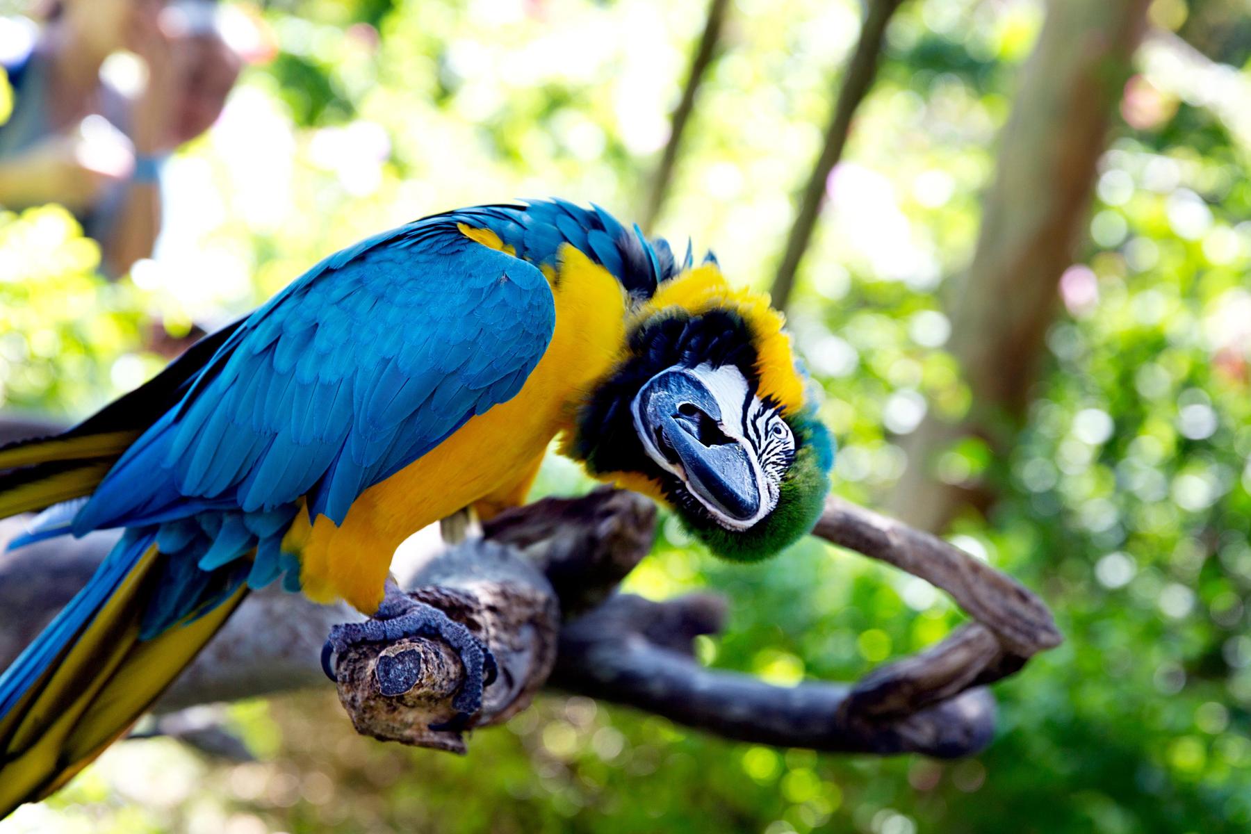 Kurios: Tierhalter brauchen Kurs für Papagei, nicht für Katze und Sittich