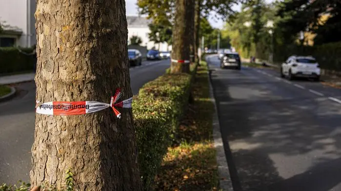 20 Bäume müssen in Klagenfurt gefällt werden (Symbolfoto)