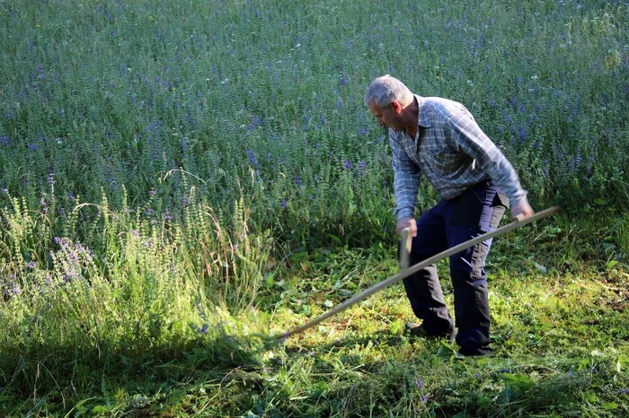 ... und Salaten von Marika Balode sowie nach getaner Arbeit durch eine bekömmliche Bio-Jause mit Coppla-Kaša Produkten, aufserviert von Elisabeth Miklau. 