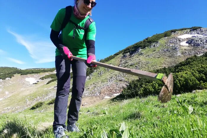 Freiwillige Helfer beim Germer entfernen