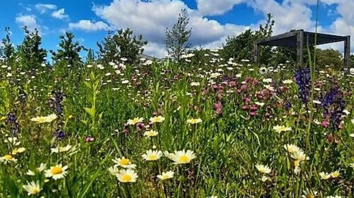 Wildblumenwiese beim Grazer Südgürtel