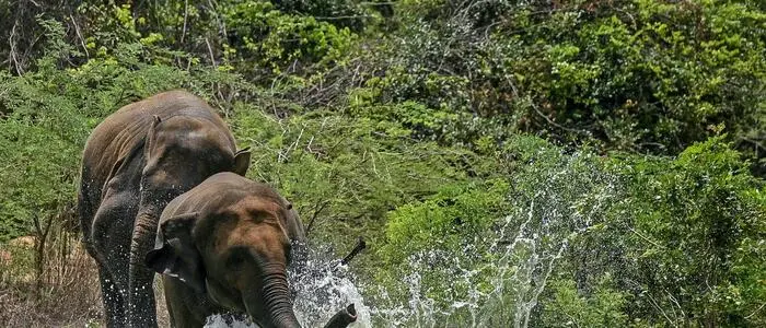 95 Prozent des Lebensraums der Asiatischen Elefanten sind laut WWF zerstört