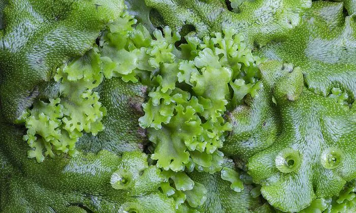 Lebermoose findet man häufig in Blumentöpfen. 