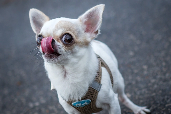 Klein aber oho! Ganze 2993 Chihuahuas gibt es laut Heimtierdatenbank in der Steiermark. Im Ranking der Rassehunde befinden sich die kleinen Hunde auf Platz 1.